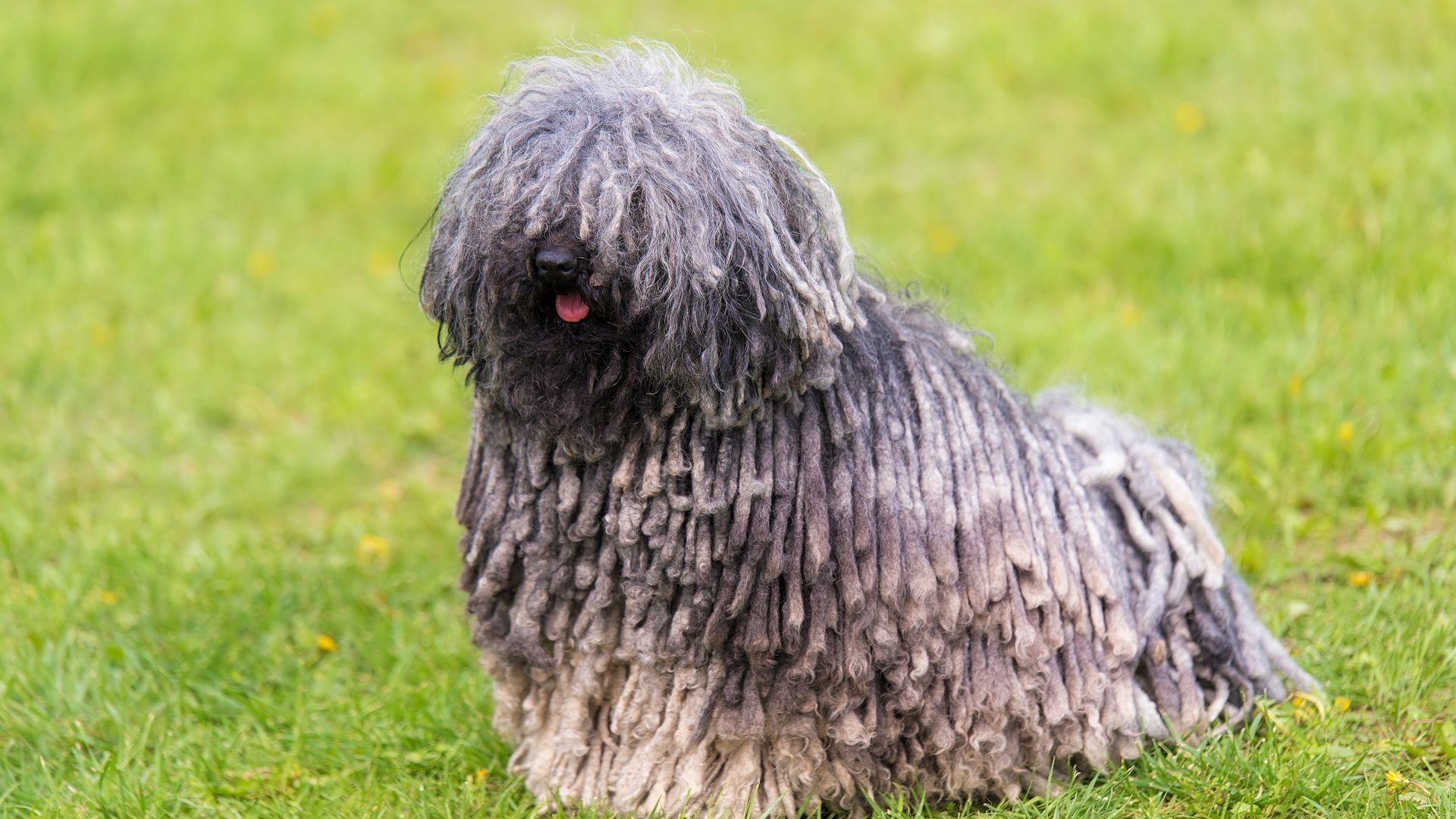 Hungarian Puli